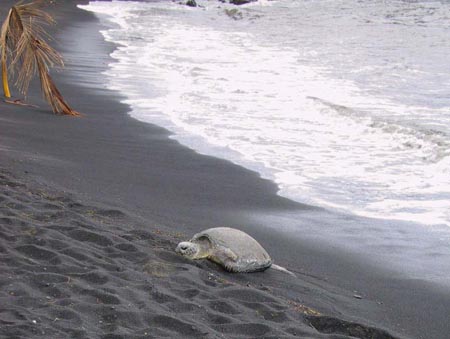 2_14_Beached_Turtle