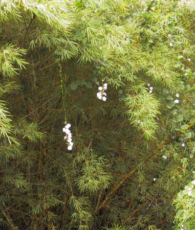 4_14_Hanging_Flowers