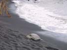 2_14_Beached_Turtle