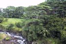 4_05_Trees_and_Stream