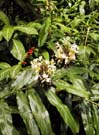 4_07_White_Ginger