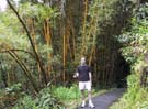 4_11_Bamboo_Lined_Path