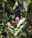 4_13_Cool_Flower