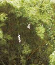 4_14_Hanging_Flowers