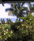 4_20_Ocean_View