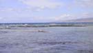 7_02_Puako_Turtles