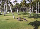 7_08_Wild_Turkeys