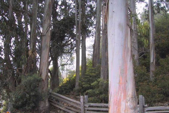 09_Eucalyptus