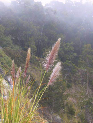 10_Coastal_Mist