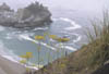 05_Flowers_on_the_Cliff