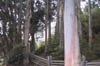 09_Eucalyptus