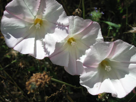 06_trumpets