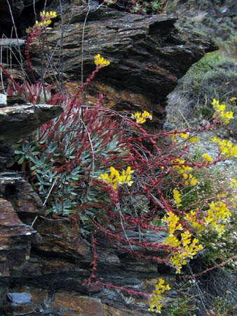 14_flora