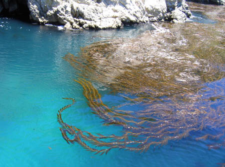 19_sea_weed