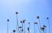 05_dried_flowers