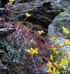 14_flora