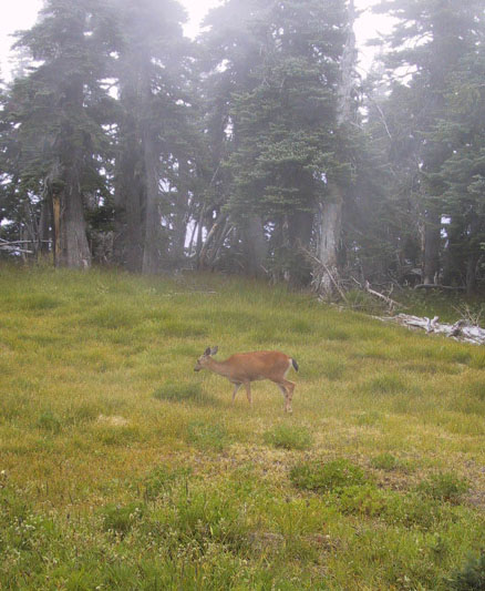 03_Black_Tailed_Deer