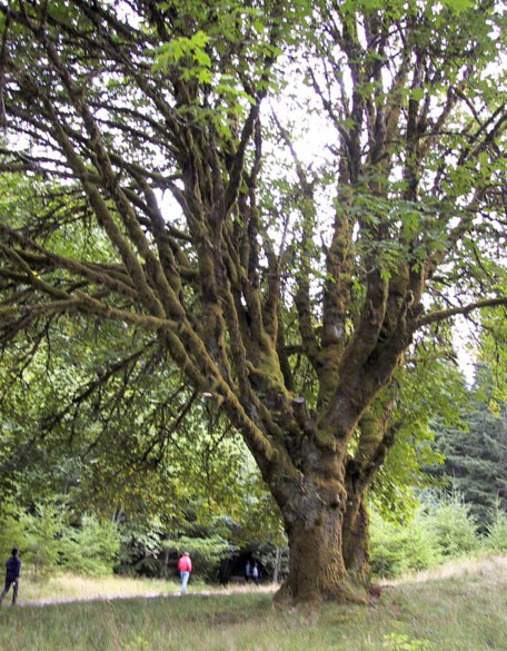 05_Big_Maple_Tree