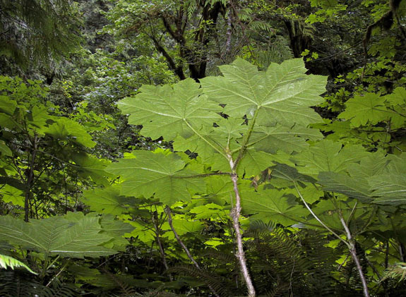 05_Greenery