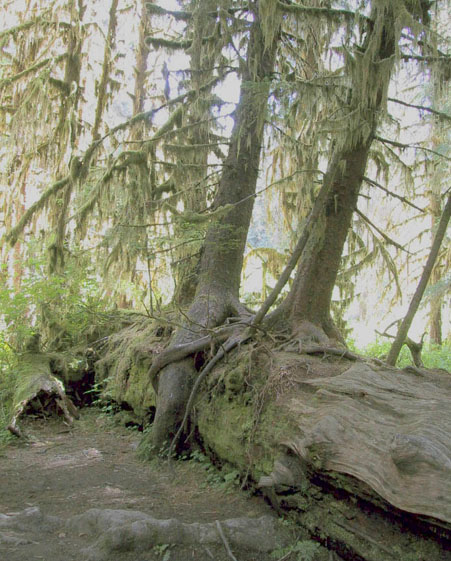 06_Nursery_Log