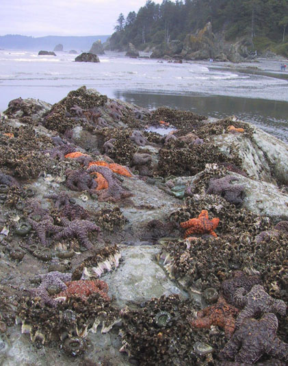 09_Ruby_Beach_Sea_Stars