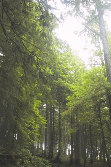 12_Ecola_Rainforest