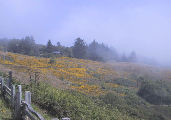 19_Redwood_Coast