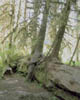 06_Nursery_Log