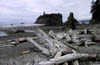 09_Ruby_Beach_Drift_Woods