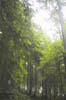 12_Ecola_Rainforest