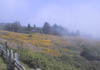 19_Redwood_Coast