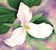 plumeria
