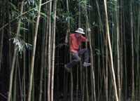 bamboo